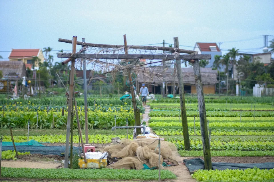 Vườn rau của Nguyễn Thị Trinh 1971